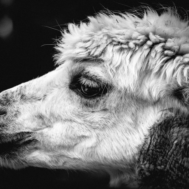 Alpaca, filati pregiati e altre fibre